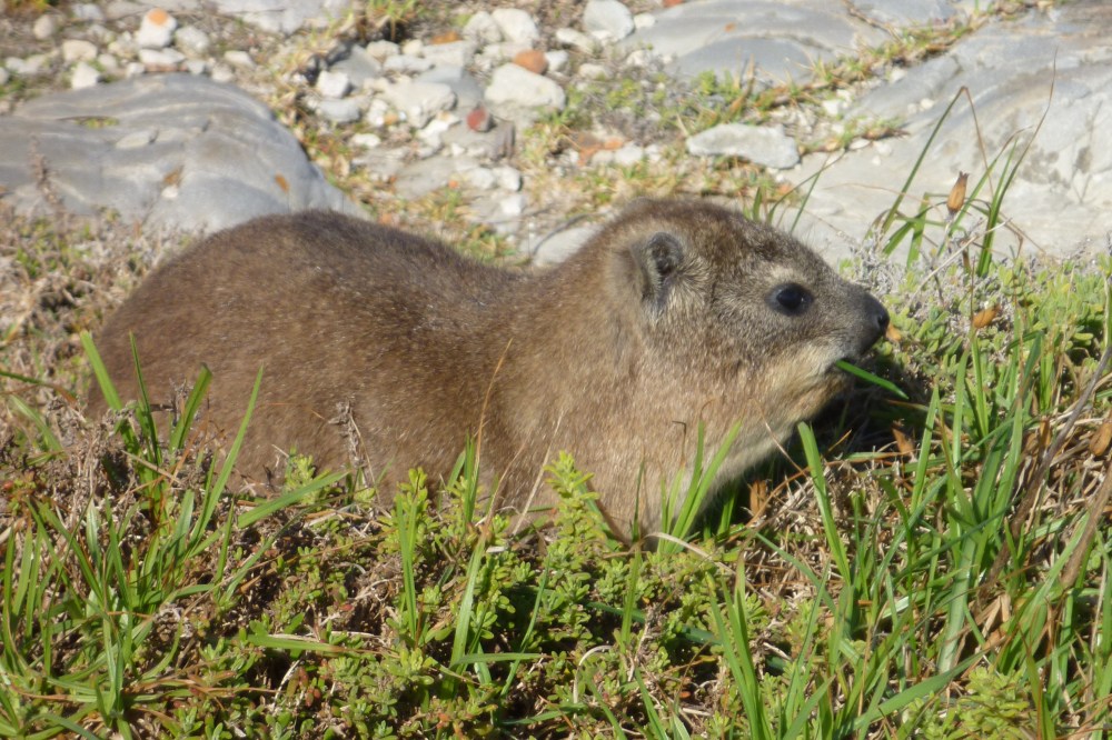 screeching Rock Hyrax