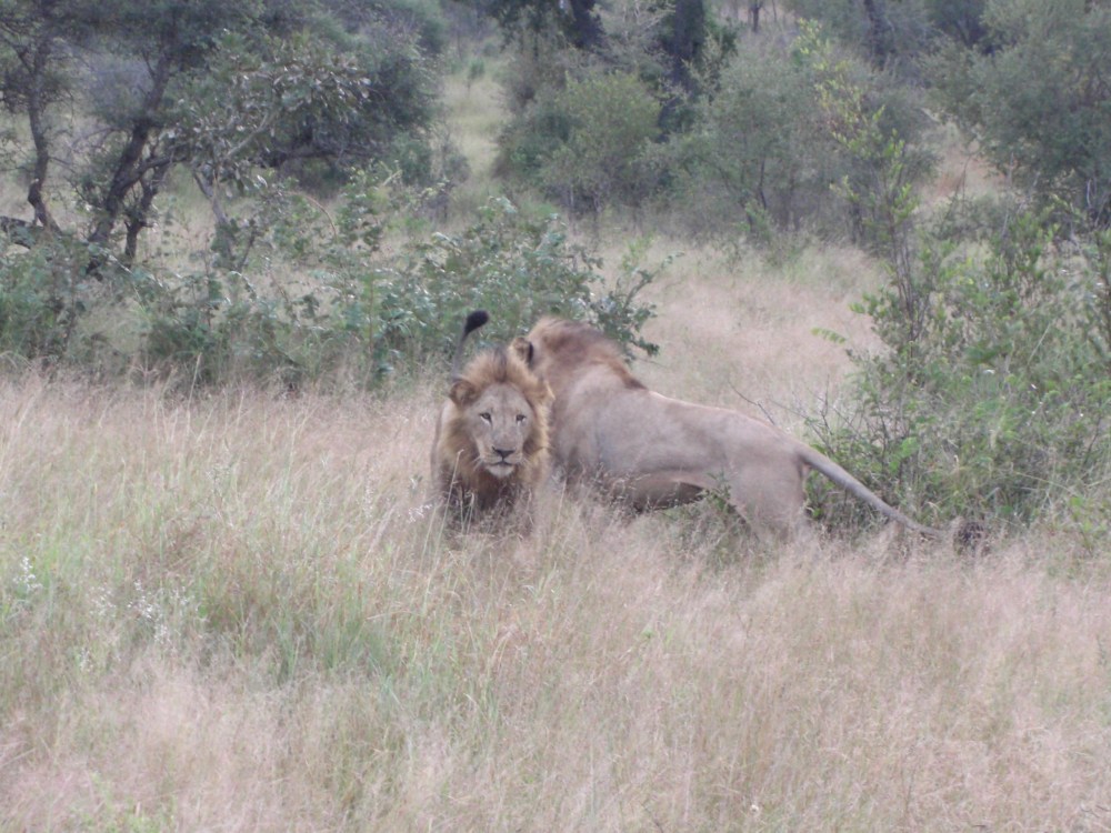 they greet each other