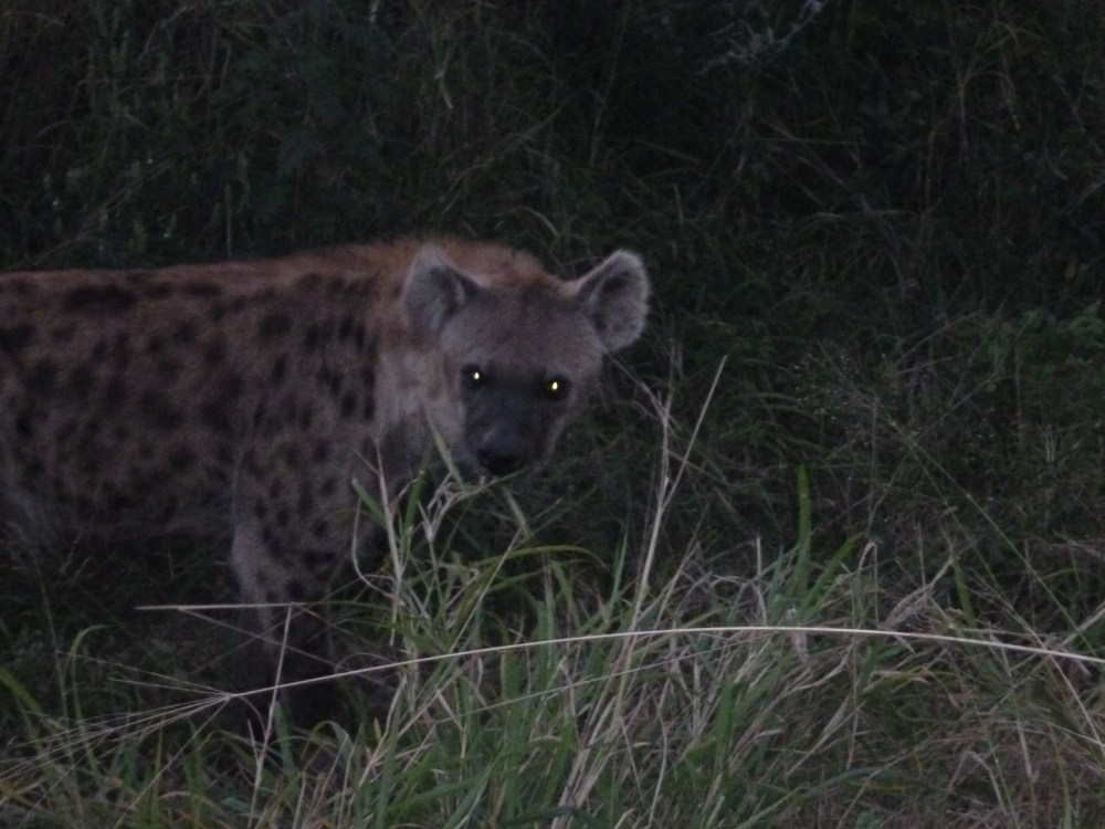 spotted hyena