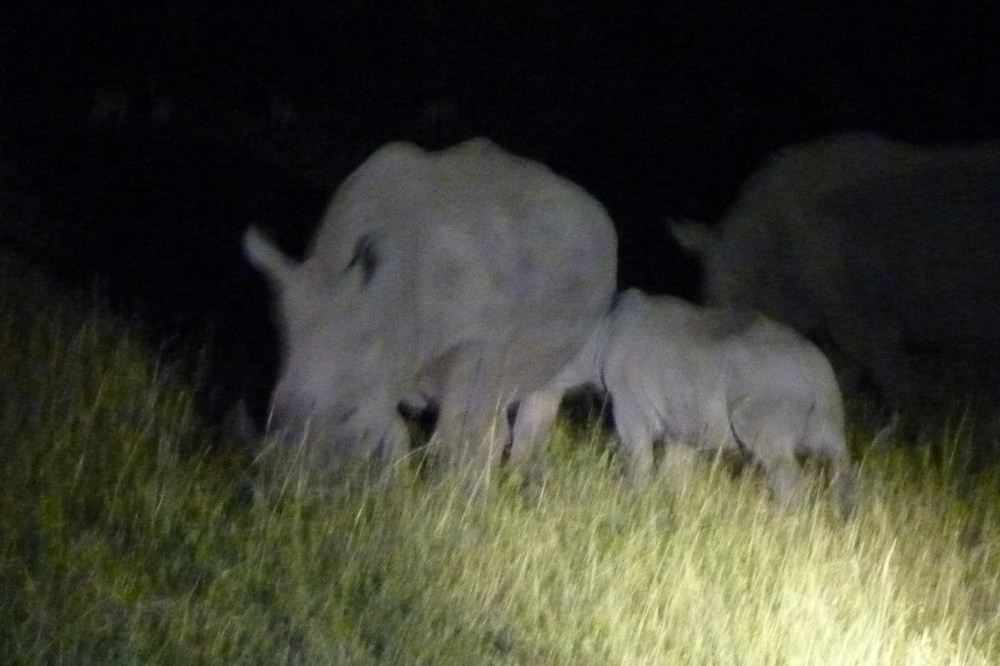white rhino mother and child