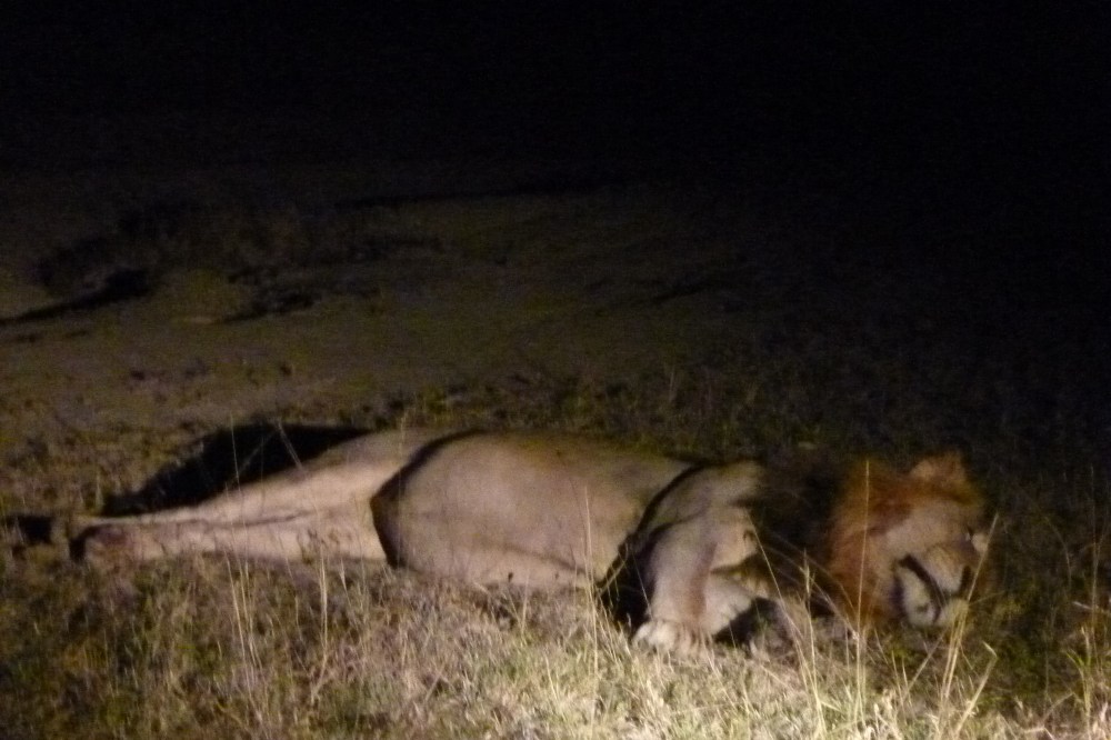 looks like a full belly, thankfully