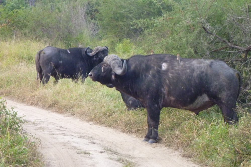 Cape buffalo with oxpeckers on their backs