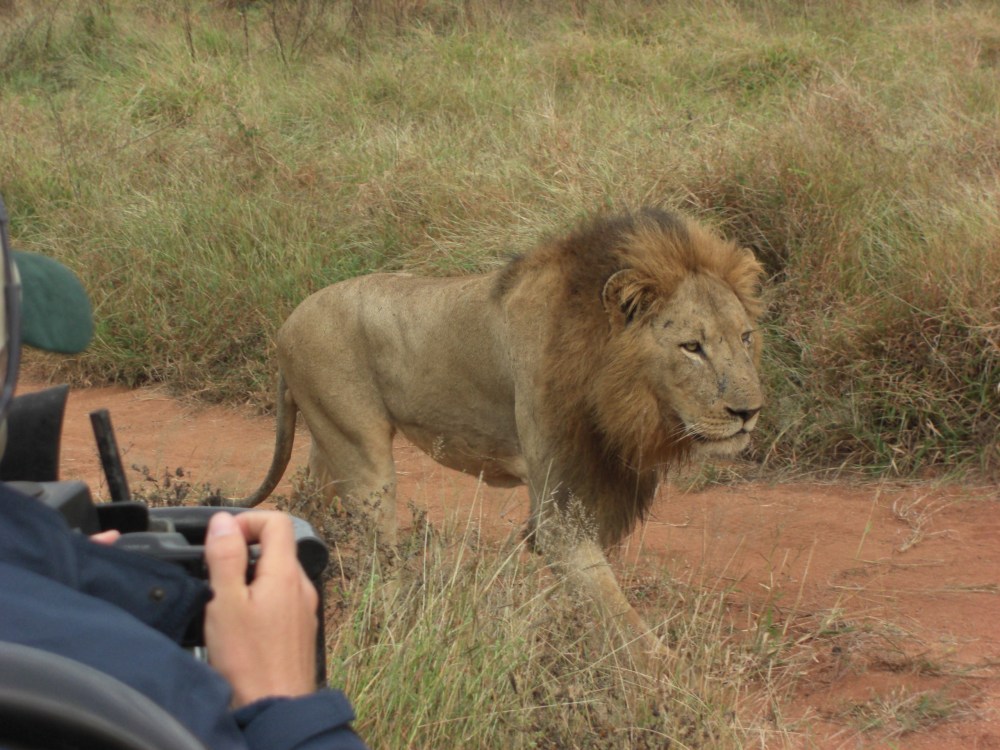 sometimes we race ahead to get a good view (even Gary takes a photo)--the lion is not phased