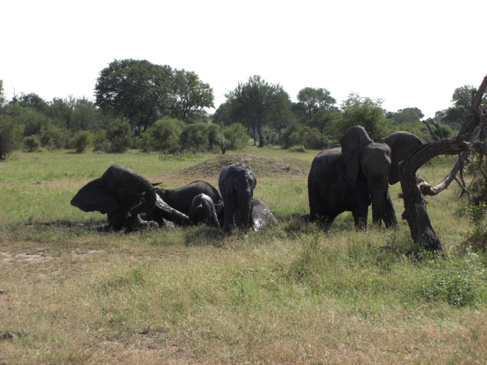 elephants "bathing" in mud