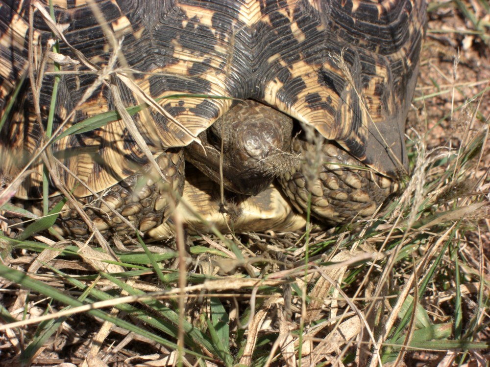 leopard tortoise - for Terry