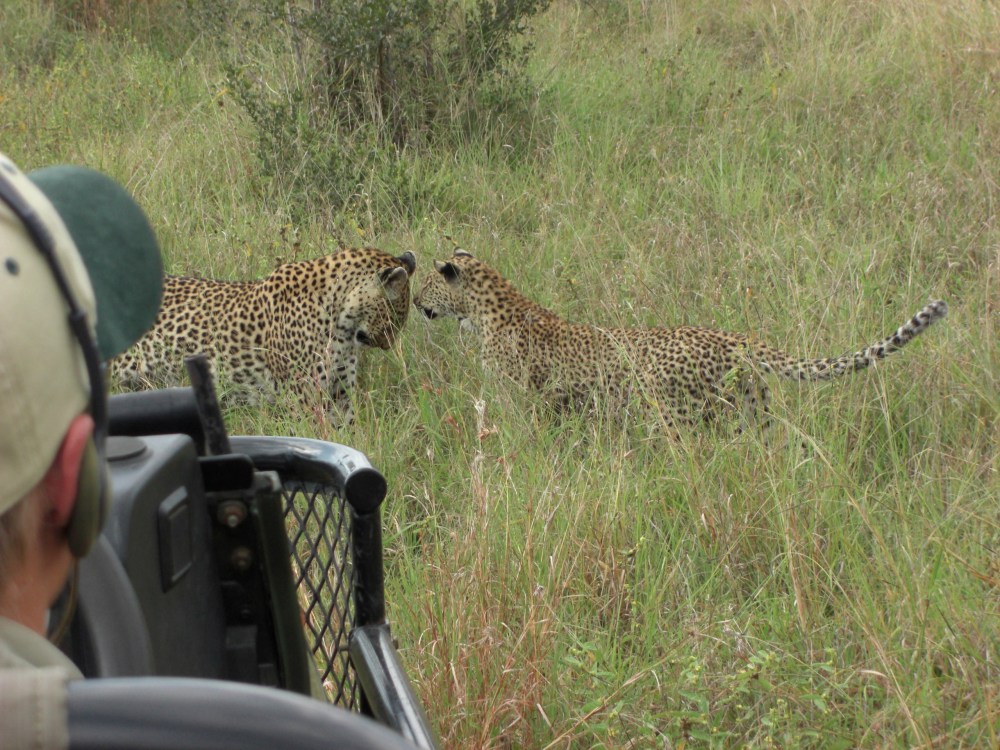 they really don't seem to mind Reliable Rover being there