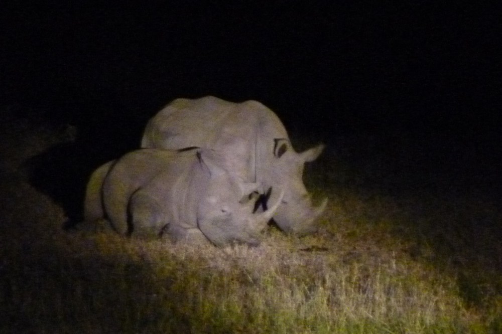 another black rhino and youngster -- we only seem to spot them at night
