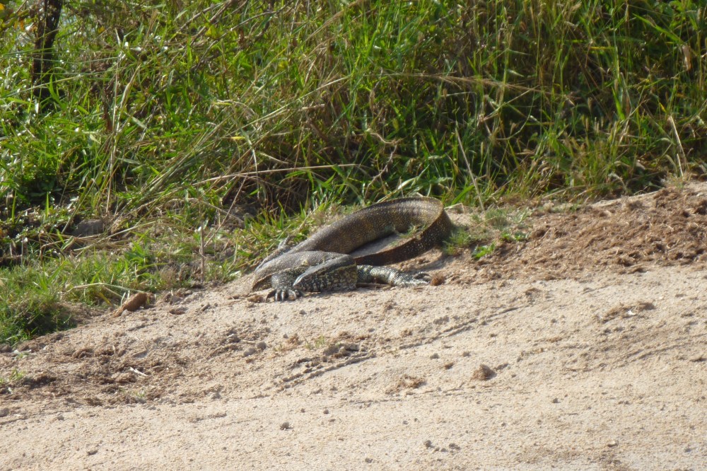 Nile Monitor lizard
