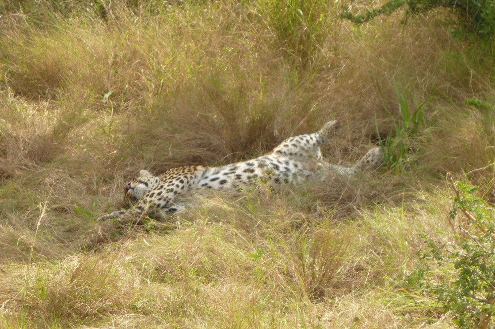 leopard cub playing