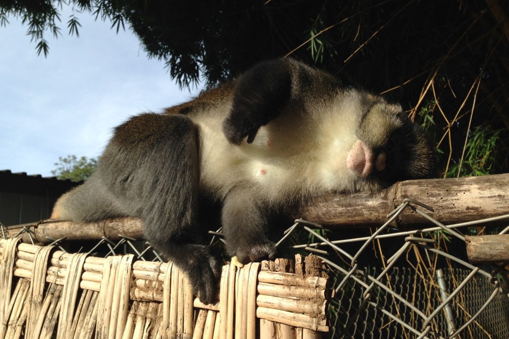 (March) Lucy the monkey loves the camera, and a good belly scratch