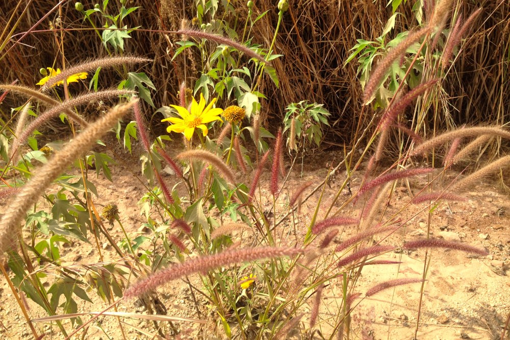 (May) Local sunflowers called Kilulu Kunja (or something like that) announcing the beginning of the dry season