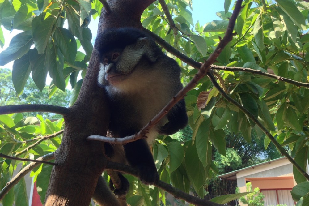 A cleaner Lucy saying hello one day in November.