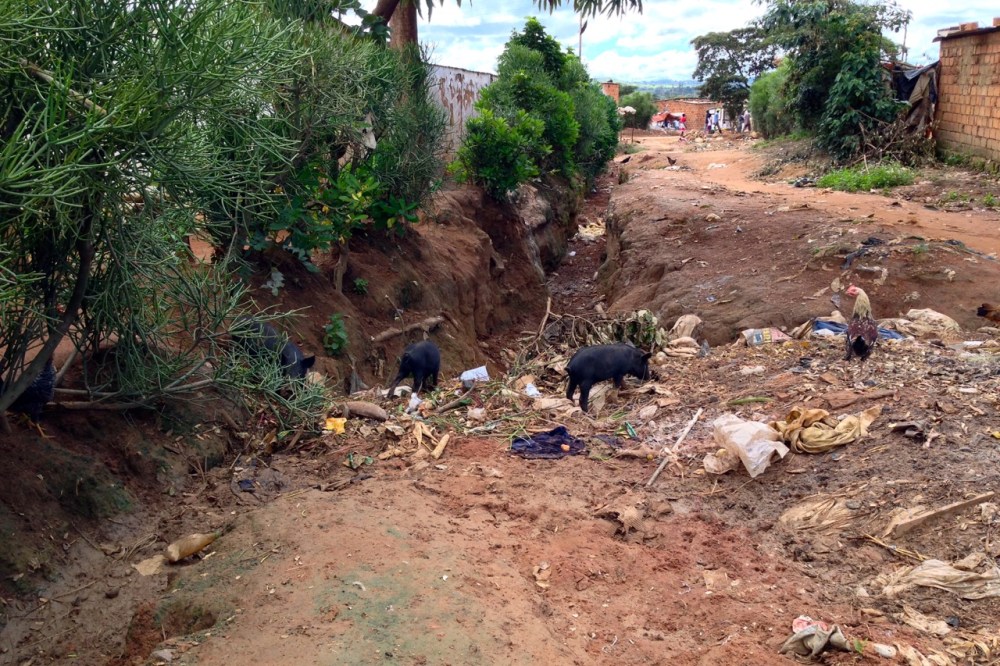 Pigs, chickens, and washed-out roads after a big rain.