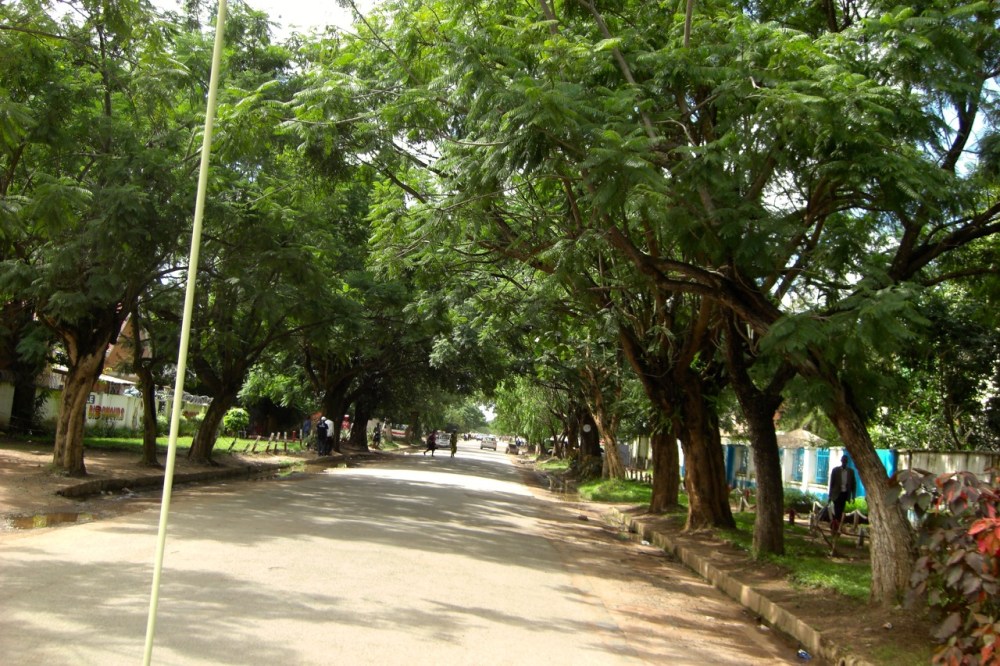 A typical jacaranda-lined residential street near the city center.