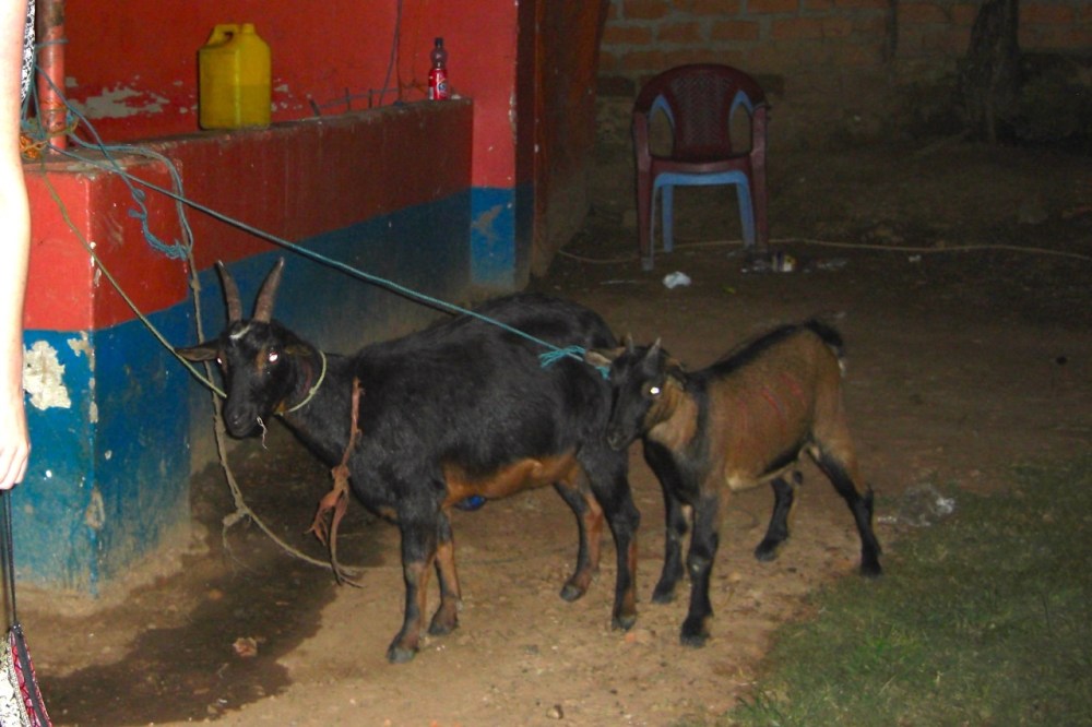 Goats waiting their turn. :(