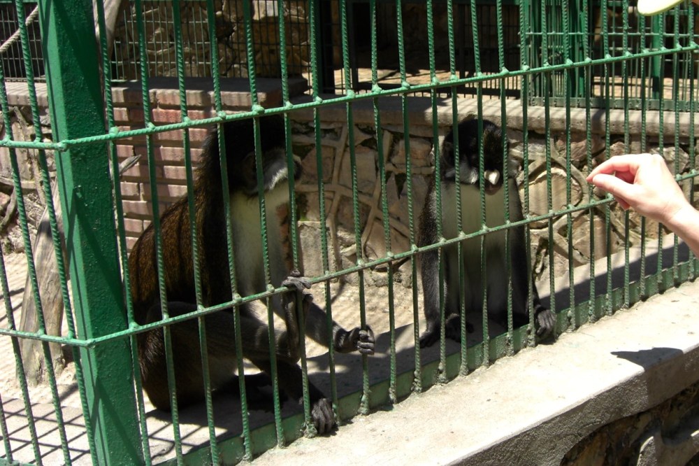 Miniature Lucys, aka red-tailed monkeys.