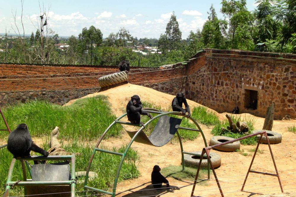 There are 5 chimps climbing the tree way in the back!