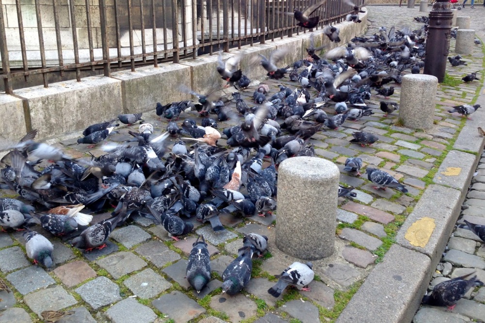 ubiquitous city pigeons