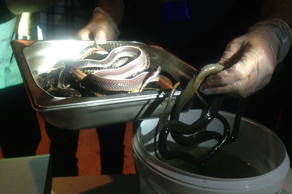 (Oct 2014) Our herpetologist/doctor giving a lecture about all the snakes around these parts, many of which he's kept in his freezer.