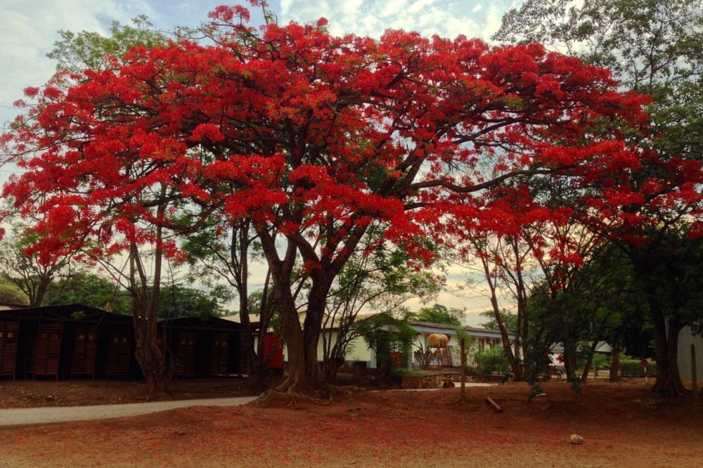 (Nov 2014) Flamboyants in full bloom.