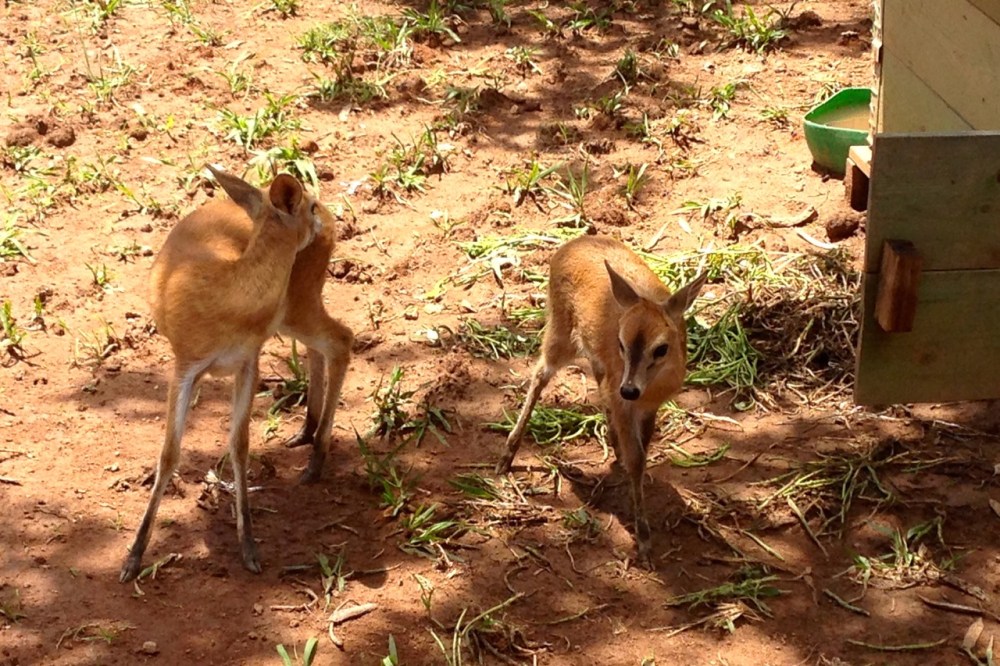 (Dec 2014) Little antelopes called dik-diks kept as pets at a driller's camp.