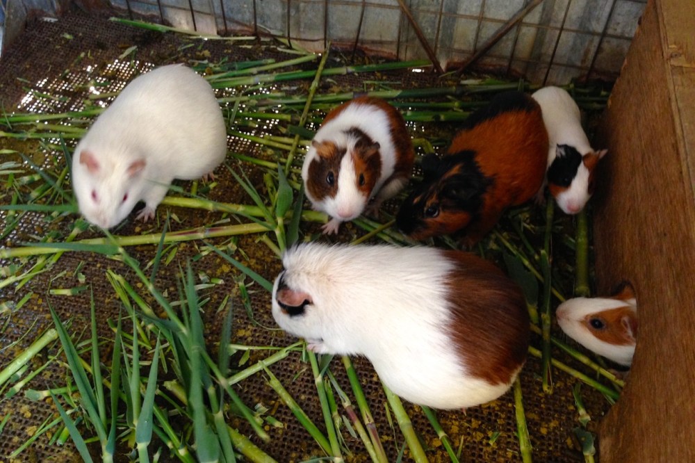 (July 2015) Guinea pigs, used as food for the company's lab mosquitos, tested regularly for their resistance to different malaria treatment programs.