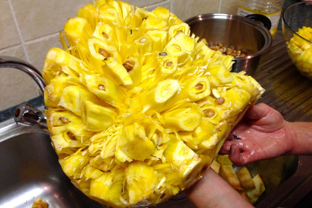 (Jan 2015) Harvesting jackfruit.