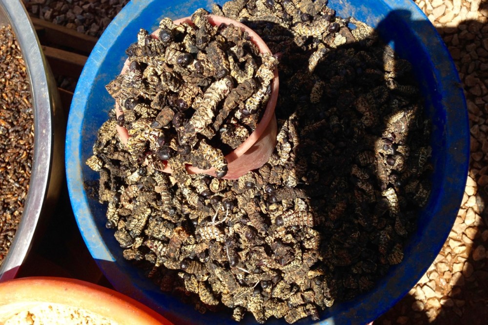 Or dried caterpillars