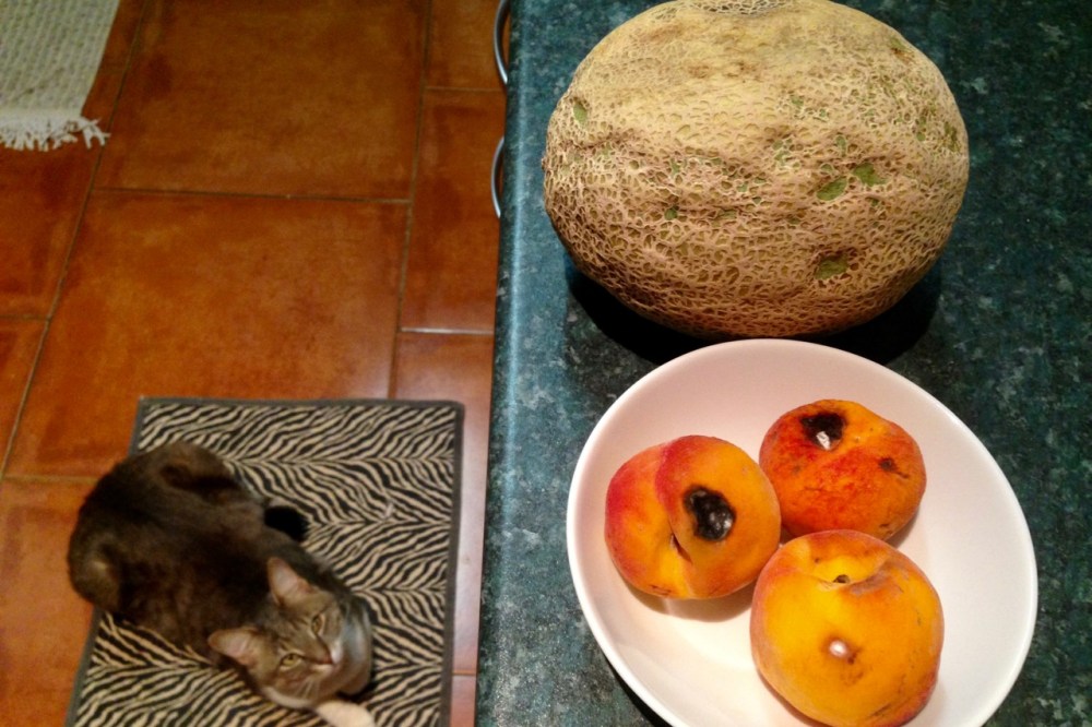 It didn't occur to me to take a photo of my blackened mangoes, though they did inspire me to start writing this post. A few days later I took this shot of moldy peaches and a well-dented, months-old cantaloupe. Both of them (minus the moldy spots) went into yummy soups, the peaches even uncooked.