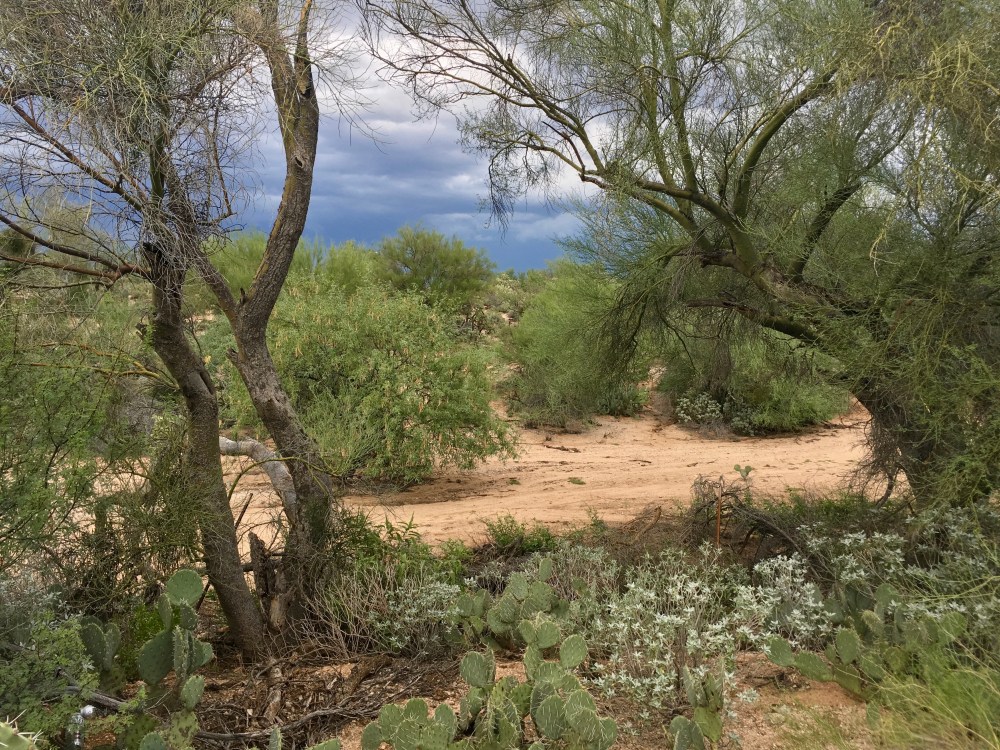 The desert in September, after a heavy monsoon season.